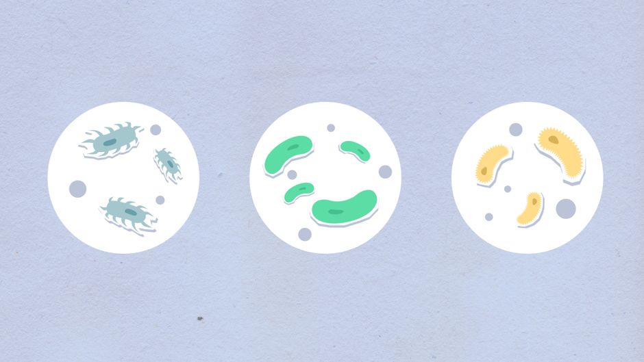 Gut Bacteria and Immunity: How to Optimize Your Microbiome